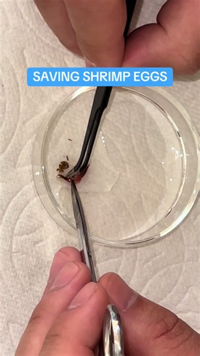 Always a huge bummer when a berried shrimp passes. Hopefully they survive! #shrimptank #neocaridina #fishtank #fishroom #freshwateraquarium
