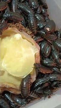 自家製昆虫ゼリー食べてる
