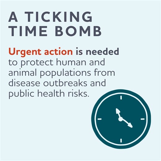 8.6K views · 147 reactions | The donkey skin trade is a "ticking time bomb" for global biosecurity. ❗ In part 4 of our explainer series, we look at the urgent risk the trade poses to both human and animal health ⬇️ | The Donkey Sanctuary | Facebook