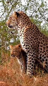 151K views · 10K reactions | Rare moment of a leopard and her cub standing under the sunset. Fun Fact: Leopards can drag prey weighing up to 3 times their own body weight up into trees to keep it safe from other predators. #Leopard #LeopardCub #BigCat #Wildlife #NatureFacts #AnimalLovers | Listpull | Facebook