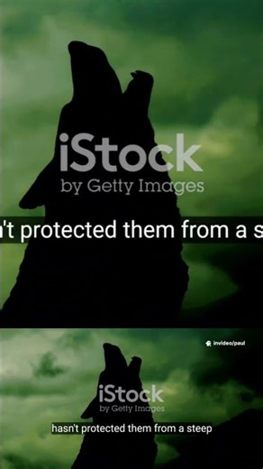 Wolves: The Masters of Social Strategy