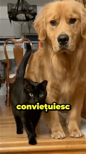 CATS TALK TO DOGS