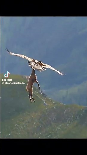 Eagle carrying an entire adult deer