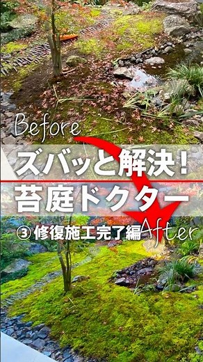 なぜ？毎日散水しているのに枯れていく苔庭③#Japanesegarden#日本庭園#苔#苔庭ドクター