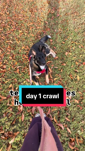 Any suggestions? day 1 #gsdpuppy #jamesgandolfini #gsd #tricks #dogsoftiktok