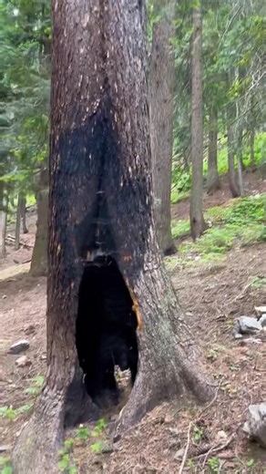 1.3M views · 10K reactions | #PashtoCulture #PashtoVibes...