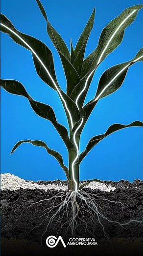 Did you know the difference between urea and ammonium nitrate in soil?