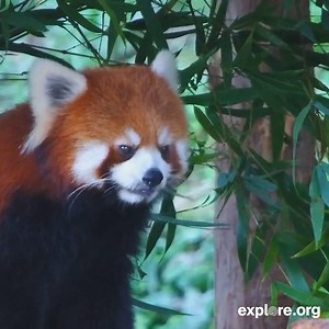 The red pandas on our live cam mostly eat bamboo, but unlike giant pandas, they prefer the salad over the shoots. | explore.org