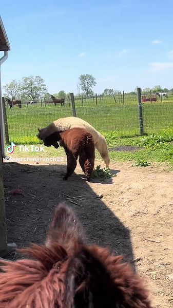 Understanding Alpaca Behavior During Stall Cleaning