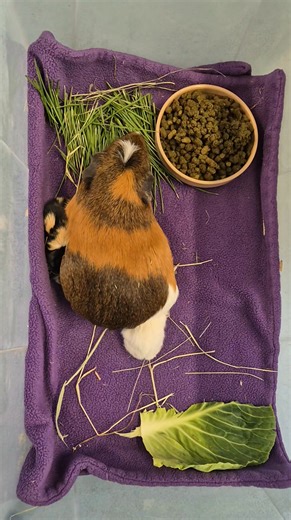 On Sunday morning, recently rescued Betsy gave birth to 5 tiny babies. All were small but the smallest two weighed just 35g, which is less than half of the lower side of the average birth weight. 70 to 120g being typical. They've been having "protected feeds" every few hours where I take out mum and the tiny duo so they can get a chance to suckle away from their bigger stronger siblings. Betsy is being a good mum. | Cavy Corner
