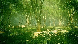 Dark forest with fog in background