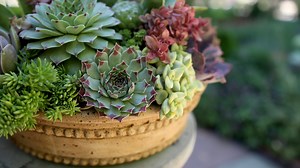 Succulent Inspiration! 💚🌵🌿 | Garden Answer