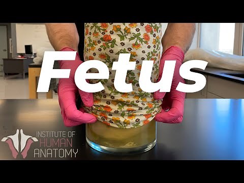 The Mysteries of The Human Fetus Explained!