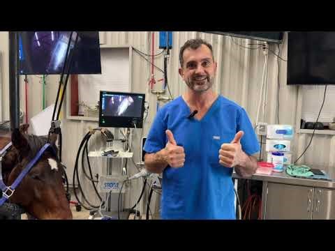 A Story of Hope: 2 Year Old Horse with Three Infected Teeth