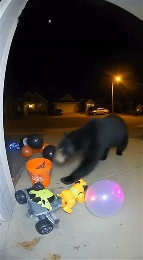 A bear got scared by a toy...then he declared war on my candy bucket🤖💥 #Bear #wildanimals #Shorts