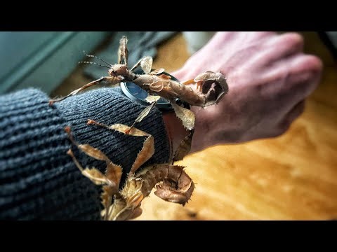 Nature’s Living Illusion