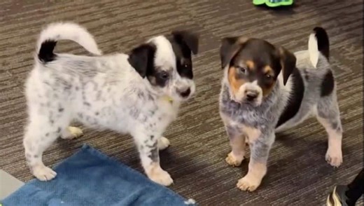Adorable Blue Heeler Puppies Up for Adoption Soon at Avondale Animal Rescue