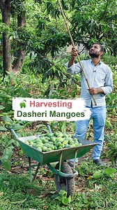 10K views · 136 reactions | Harvesting Dasheri Mangoes This 14 to...
