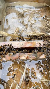 When the weather started to cold bees now #bee #honey #beekeeping #Canada #fypシ | Apiary Worker