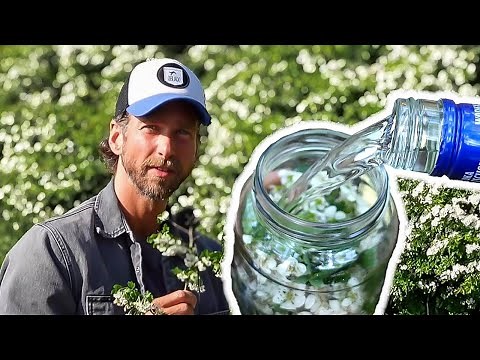 Alles über den Weißdorn inkl. Tinktur und Tee selbst herstellen