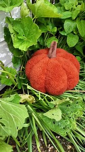 Something’s growing... 🎃 Pick your own from our latest autumnal arrivals, available online and in stores now! Tap to shop: https://bit.ly/4daySYB | George at Asda