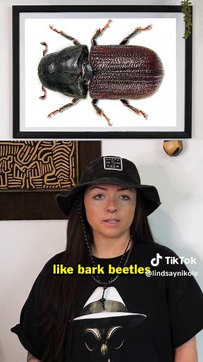 True vs. False Weevils: Exploring the World of Beetles