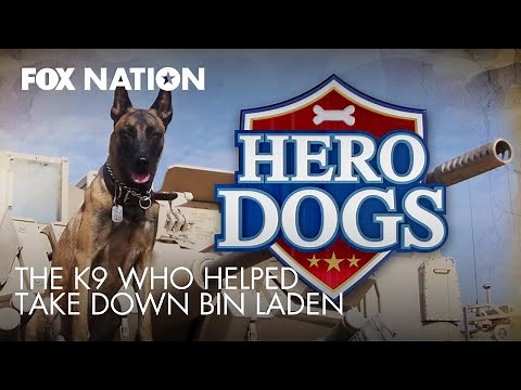 Meet Cairo, the Navy K9 who helped take down bin Laden | Fox Nation