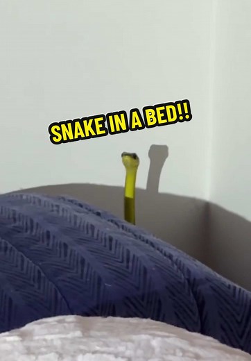 Stuart McKenzie on TikTok