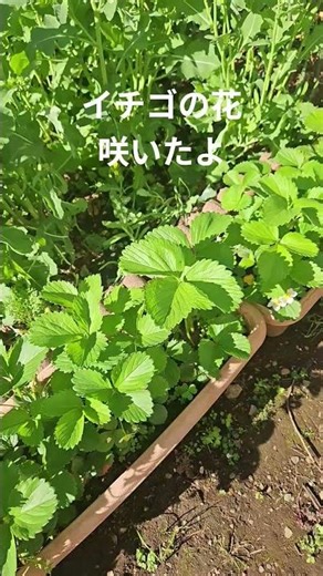 The strawberry flowers have bloomed.