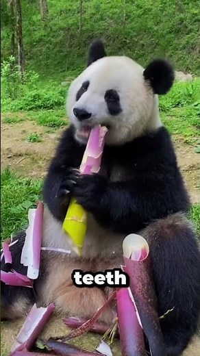 Pandas Eat Bamboo