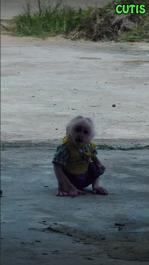 Baby Monkey Comes to Dad to Rescue CUTIS Trapped! #cutis #monkey #animals