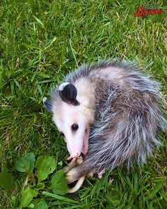 The opossum’s fainting act is surprisingly entertaining. | Richie Branson