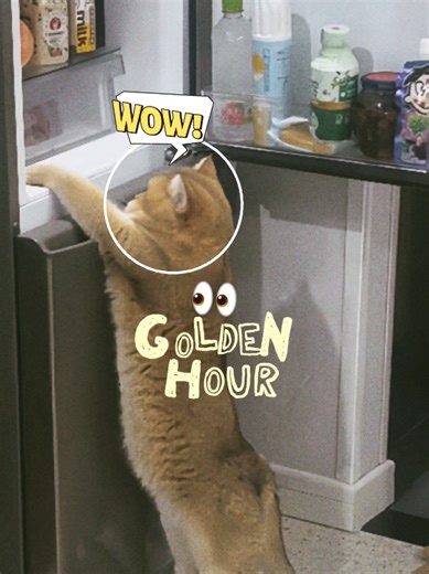 Cat's Hilarious Jar-Opening Attempts: Watch the Chaos!