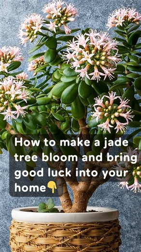 12K views · 62 reactions | How to make a jade tree bloom and bring good luck into your home | Simple Home Ideas | Facebook
