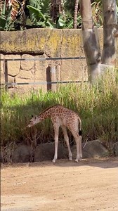 Why Giraffes Rarely Sit Down | WildPet Vision