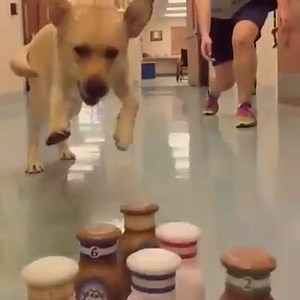 39K views · 1.8K reactions | Who's ready to go bowling? | Canine Companions | Facebook