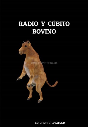 Anatomía del Cúbito y Radio en Bovinos