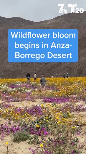 The wildflowers have bloomed! 🌻🪻🌿 If you plan on visiting San Diego County’s Anza-Borrego Desert State Park over the next couple of weekends, there’s a few things to keep in mind: - Bring a lot of food and water: There aren’t many restaurants, gas stations or stores near the desert blooms. Hydrate before your trip and stay hydrated throughout. 💦 - Research and plan your trip: You’ll want to see the best flowers in the best places. Check Anza-Borrego’s Facebook page for updates on where flowe