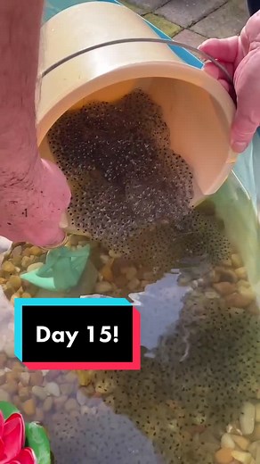 Frogspawn and Tadpoles Galore in Our Pool! 🐸🌊
