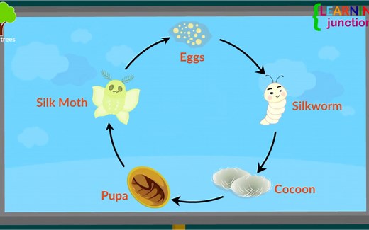 Lifestyle of Silkworm & Invention of Silk