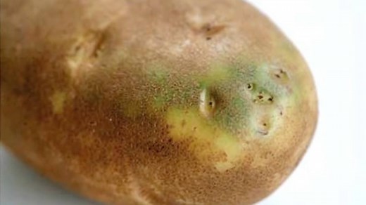 586K views · 105 reactions | You know how they say you can eat literally anything at least once? In the case of these food items, they are NOT joking. These foods can straight up kill you. So be careful mmkay? | WatchMojo | Facebook