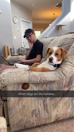 When dogs behave like humans... #funnyanimals #cutepets #dogshorts #dog #funnypets #animals #funny