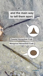 34K views · 244 reactions | Just know that an alien won’t burst out of your chest if it hugs you. #beach #intertidal #horseshoecrab #wildlife #scienceteacher #biogirlmj #justkeepthinking #learningisfun | Just Keep Thinking | Facebook