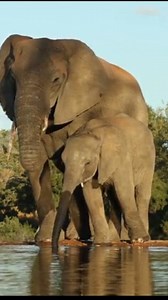 Elephants eating bush at masai mara plains. Elephants lunch video...#elephants