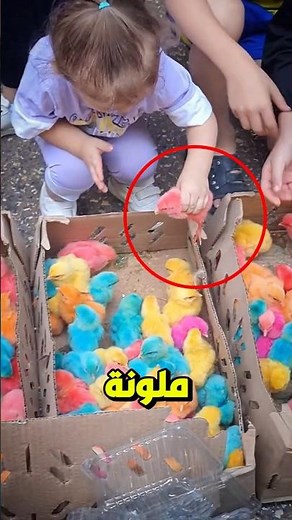 لماذا لا تشتري الكتاكيت الملونة أبدا؟😨🤔 #shorts