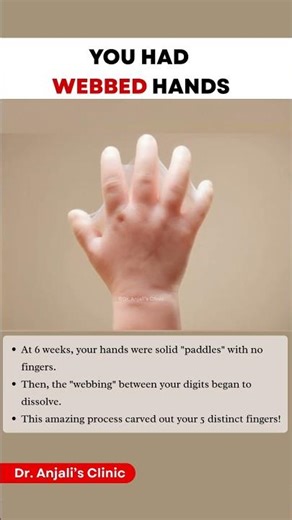 Human Hand Development: How Fingers Form Embryology