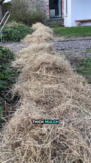 Planting a 2 years old bare-root hedge? Cut it back hard — down to about 3 inches ✂️ Why? Wind makes tall saplings move. Movement creates a hole at the base. That hole causes rocking — and rocking kills hedges. Hard pruning keeps roots tight, stable, and growing strong 💪 To keep weeds down: Cover the two rows with 20cm of thick mulch Hay works brilliantly 🌾No weeding😊 Simple steps = strong hedge 🌳 #gardentok #beginnergardener #hedgeplanting #growyourown #gardeningtips