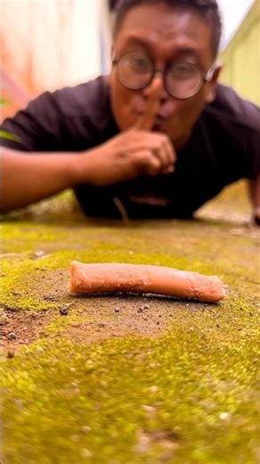 Tarzan is being nice, feeding the millipedes sausages. #shorts #millipede
