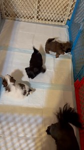 Sibling rivalry (nfs) | High Point Shih Tzu