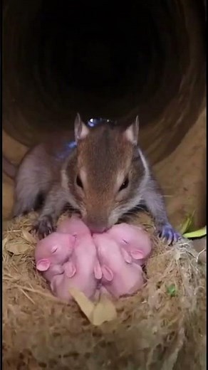 Inside a Vole Burrow: POV Micro-Camera Underground Colony Exploration